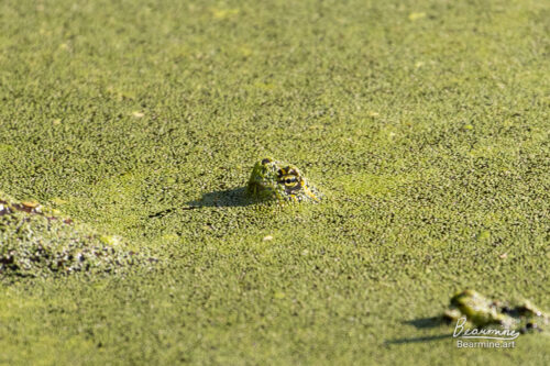 Turtle just barely peaking his head above water, covered in algae