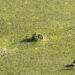 Turtle just barely peaking his head above water, covered in algae