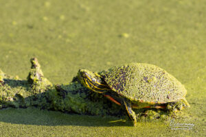 Turtle on a log enjoying the sun, covered in algae